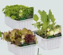 Globus Baumarkt Salat- und Gemüsesetzlinge Angebot