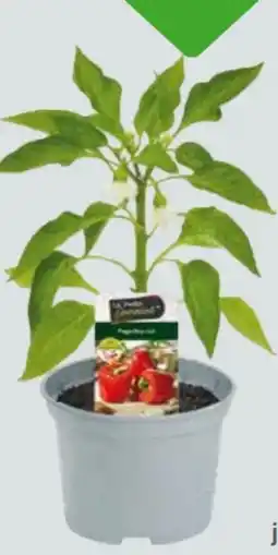 Globus Baumarkt Resistente Gemüsepflanzen Angebot