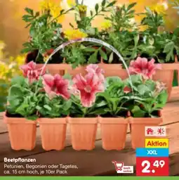 Netto Marken-Discount Beetpflanzen- XXL Angebot