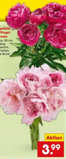 Netto Marken-Discount Pfingstrosen Angebot