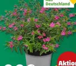 PENNY Köcherblümchen Floryglory Angebot