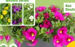 PENNY Balkonpflanzen Angebot
