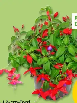 PENNY Fuchsien Angebot