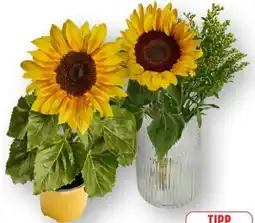 Edeka Sunsation Sonnenblumen Angebot