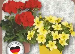 nahkauf Geranie Angebot