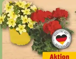 REWE Center Geranie Angebot