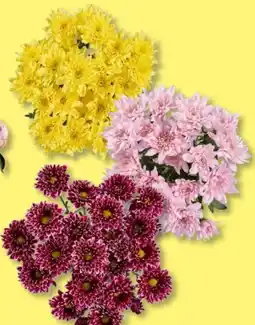 Lidl Chrysanthemen Strauß Angebot