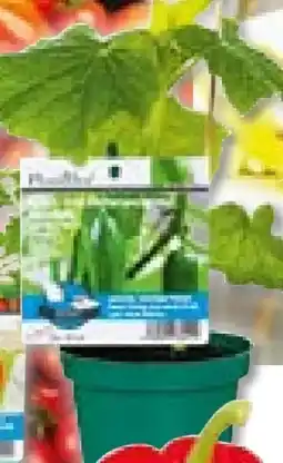 Hellweg Plantiflor Veredeltes Vitalgemüse Angebot