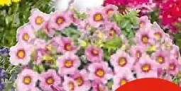 Hellweg Zauberglöckchen Angebot