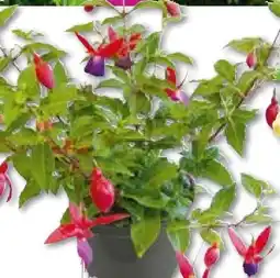 Hellweg Fuchsien Angebot