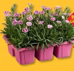 Lidl Dianthus Angebot