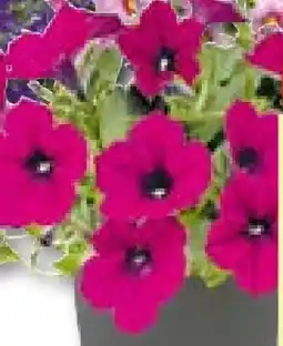 Hellweg Petunien Angebot