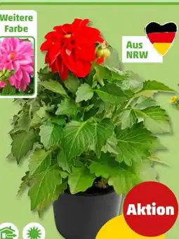 PENNY Dahlie Topf Angebot