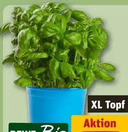 REWE Rewe Bio Basilikum XL Angebot