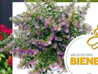 BayWa Bau & Garten Japanische Scheinmyrthe Flori Glory Angebot