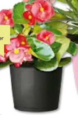BayWa Bau & Garten Eisbegonie Begonia Semperflorens Angebot