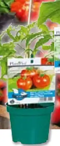 BayWa Bau & Garten Plantiflor Gemüsepflanzen Meisterklasse Angebot