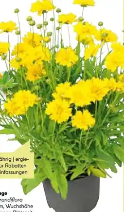 BayWa Bau & Garten Mädchenauge Coreopsis Angebot