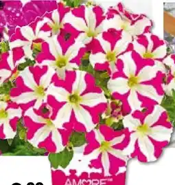 BayWa Bau & Garten Petunien – Amore-Sondersorten Angebot