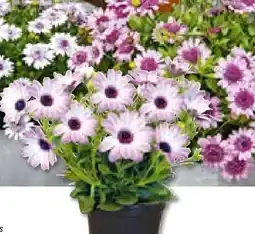 BayWa Bau & Garten Kapkörbchen Osteospermum Angebot
