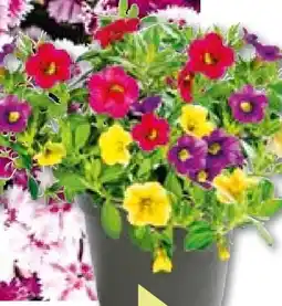 BayWa Bau & Garten Zauberglöckchen Trio Angebot