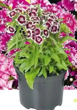 BayWa Bau & Garten Bartnelke Dianthus Angebot