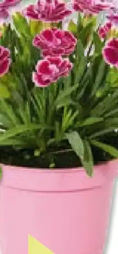 BayWa Bau & Garten Prinzess-Nelke Dianthus Pink Kisses Angebot