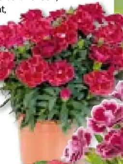 BayWa Bau & Garten Nelken Dianthus Caryophyllus Angebot