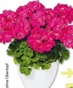 BayWa Bau & Garten Geranien Pelargonium zonale Angebot