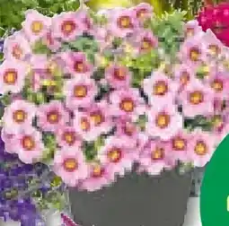 BayWa Bau & Garten Zauberglöckchen Angebot