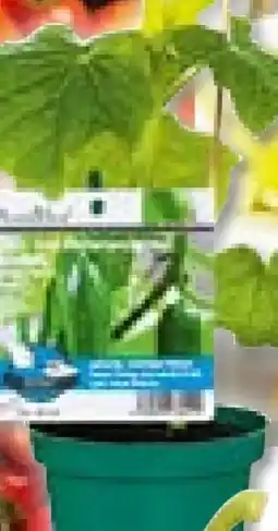 BayWa Bau & Garten Plantiflor Veredeltes Vitalgemüse Angebot
