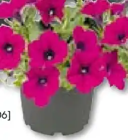 BayWa Bau & Garten Petunie Angebot