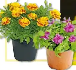 BayWa Bau & Garten Beet- und Balkonpflanzen Angebot