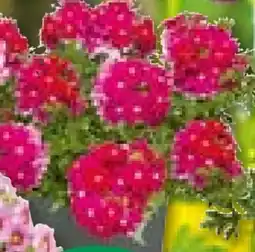 BayWa Bau & Garten Eisenkraut Angebot