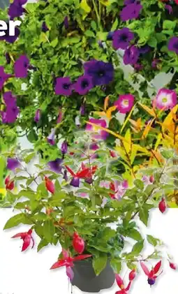 BayWa Bau & Garten Fuchsien Fuchsia Angebot