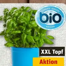 nahkauf Bio Basilikum XL Angebot