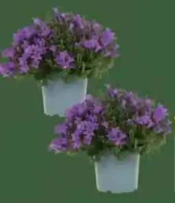E-Center Glockenblume Campanula Angebot