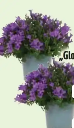 Edeka Campanula Iris Glockenblume Angebot
