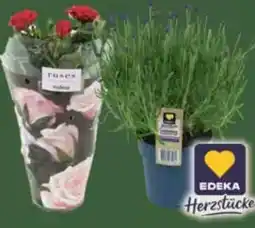 E-Center Edeka Herzstücke Topfrosen Angebot