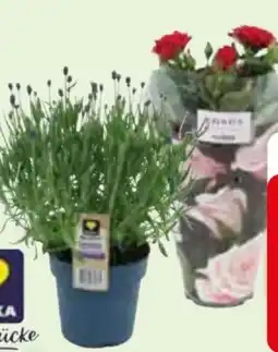 Edeka Lavendel Angustifolia Angebot