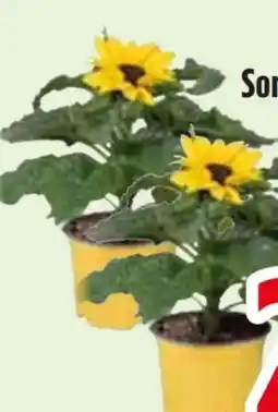 Edeka Sonnenblume Angebot