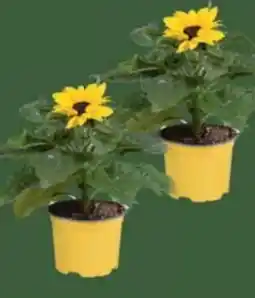 E-Center Sonnenblumentopf Angebot