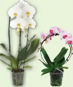 Edeka Orchidee Sonderformen Angebot