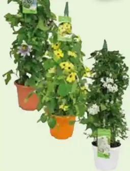 Edeka Kletterpflanzen Pyramid Angebot