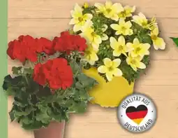 REWE Geranie Angebot