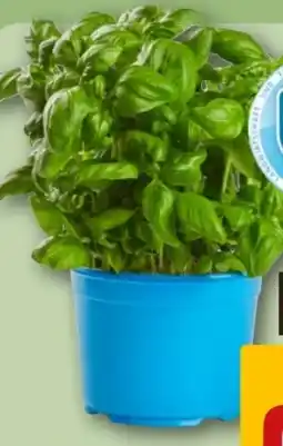 REWE Center Bio XXL Basilikum Angebot