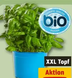 REWE Bio XXL Basilikum Angebot