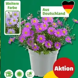 PENNY Gänseblümchen Angebot