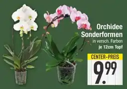 E-Center Orchidee Sonderformen Angebot