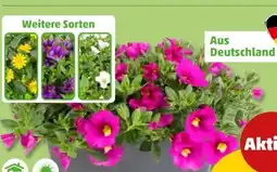 PENNY Beetpflanzen Angebot